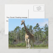 Carte Postale Grande Giraffe Au Zoo (Devant / Derrière)