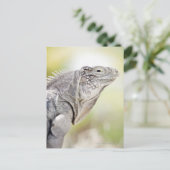 Carte Postale Grande Iguana verte lézarder au soleil (Debout devant)