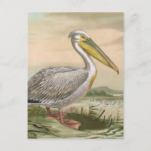 Carte Postale Grande illustration Vintage d'oiseaux pélicans bla