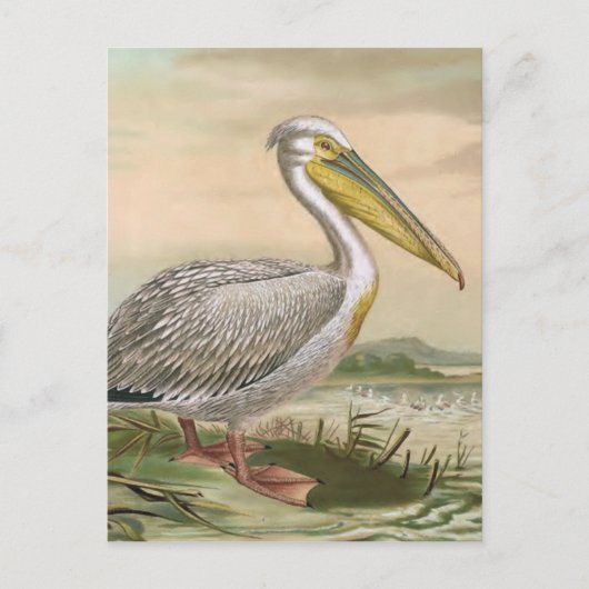 Carte Postale Grande illustration Vintage d'oiseaux pélicans bla (Devant)