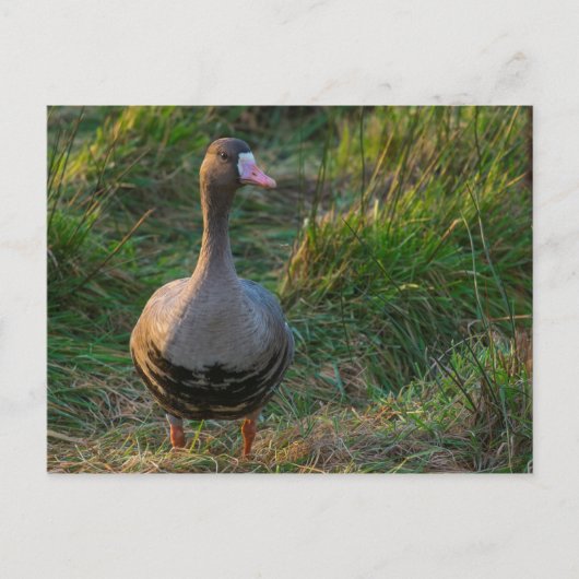 Carte Postale Grande Oie à front blanc (Devant)