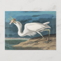 Grande Peinture de la faune d'Audubon Heron blanc