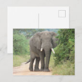 Carte Postale Grande photo d'éléphant (Devant / Derrière)