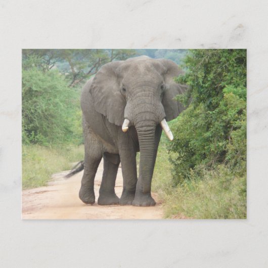 Carte Postale Grande photo d'éléphant (Devant)