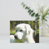 Carte Postale grande pyrénées (Debout devant)