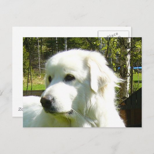 Carte Postale grande pyrénées (Devant / Derrière)