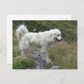 Carte Postale grande pyrénées plein (Devant / Derrière)