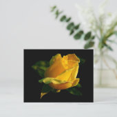 Carte Postale Grande rose jaune (Debout devant)