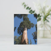 Carte Postale Grande Séquoie (Debout devant)