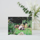 Carte Postale Grande tortue (Debout devant)
