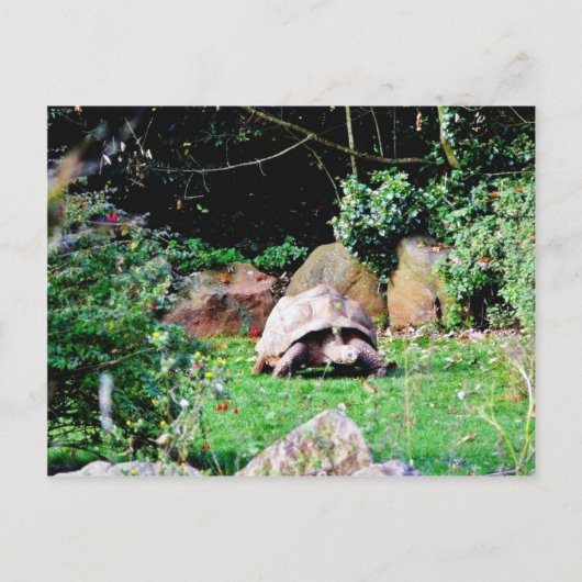 Carte Postale Grande tortue (Devant)
