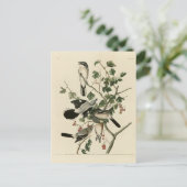 Carte Postale Grandes Grêlées Cinééries - Audubon Birds of Ameri (Debout devant)