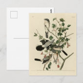 Carte Postale Grandes Grêlées Cinééries - Audubon Birds of Ameri (Devant / Derrière)