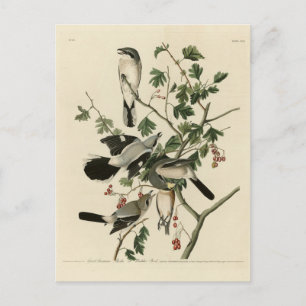 Carte Postale Grandes Grêlées Cinééries - Audubon Birds of Ameri