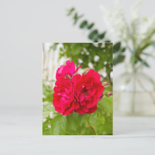 Carte Postale Grandes roses rouges dans le jardin