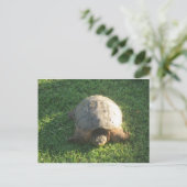 Carte Postale Grandpa Turtle (Debout devant)