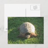 Carte Postale Grandpa Turtle (Devant / Derrière)