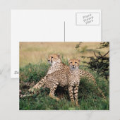Carte Postale Grands Félins - 13 (Devant / Derrière)