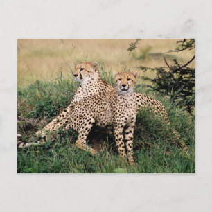 Carte Postale Grands Félins - 13