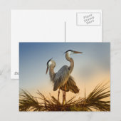 Carte Postale Grands Hérons bleus au lever du soleil (Devant / Derrière)
