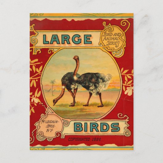 Carte Postale Grands oiseaux (Devant)