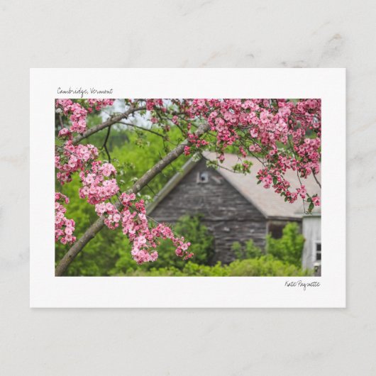 Carte postale Grange et Blossoms (Devant)