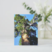 Carte Postale Grant Trees Sequoias Bark Branches (Debout devant)