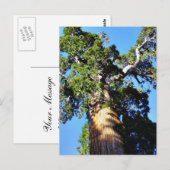 Carte Postale Grant Trees Sequoias Bark Branches (Devant / Derrière)
