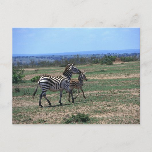 Carte Postale Grant Zebra (Devant)
