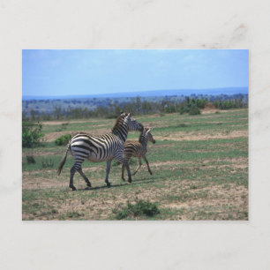 Carte Postale Grant Zebra