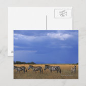 Carte Postale Grant Zebra 2 (Devant / Derrière)