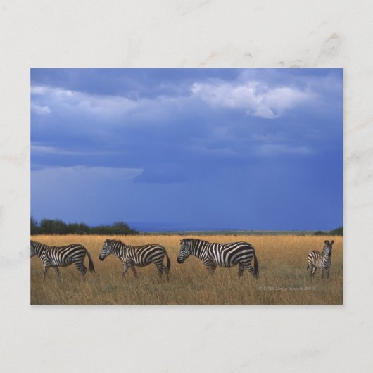 Carte Postale Grant Zebra 2 (Devant)