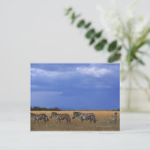Carte Postale Grant Zebra 2 (Debout devant)