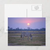 Carte Postale Grant Zebra 3 (Devant / Derrière)