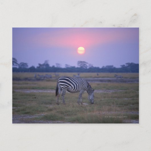 Carte Postale Grant Zebra 3 (Devant)