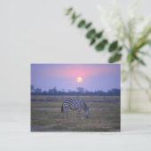 Carte Postale Grant Zebra 3 (Debout devant)