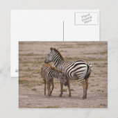 Carte Postale Grant Zebra 3 (Devant / Derrière)