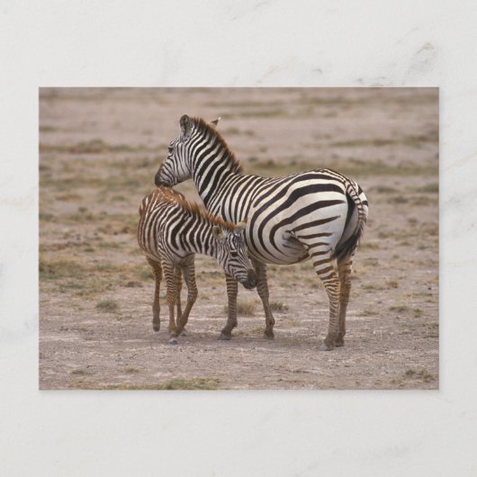 Carte Postale Grant Zebra 3 (Devant)