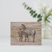 Carte Postale Grant Zebra 3 (Debout devant)