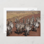 Carte Postale Grant Zebra 4 (Devant / Derrière)