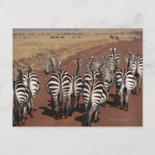Carte Postale Grant Zebra 4