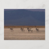 Carte Postale Grant Zebra 4 (Devant)