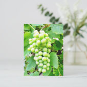 Carte Postale Grapevine (Debout devant)