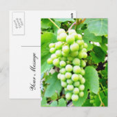 Carte Postale Grapevine (Devant / Derrière)