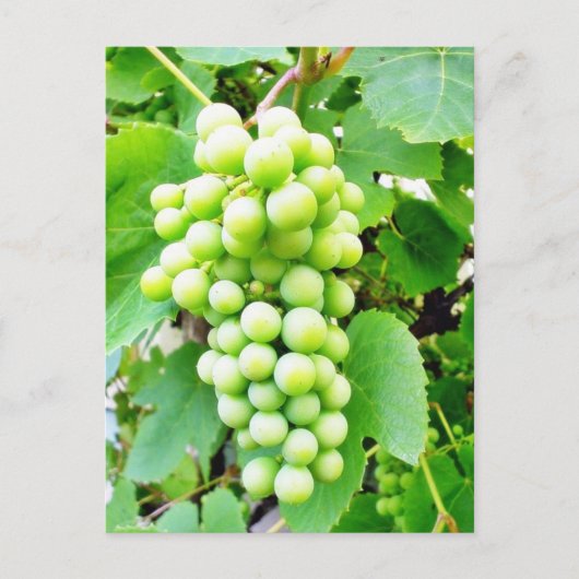 Carte Postale Grapevine (Devant)