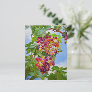 Carte Postale Grapevine ensoleillée - Raisins colorés Peinture d
