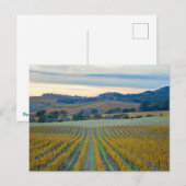 Carte Postale Grapevines à Napa Valley Vineyard à Sunset (Devant / Derrière)