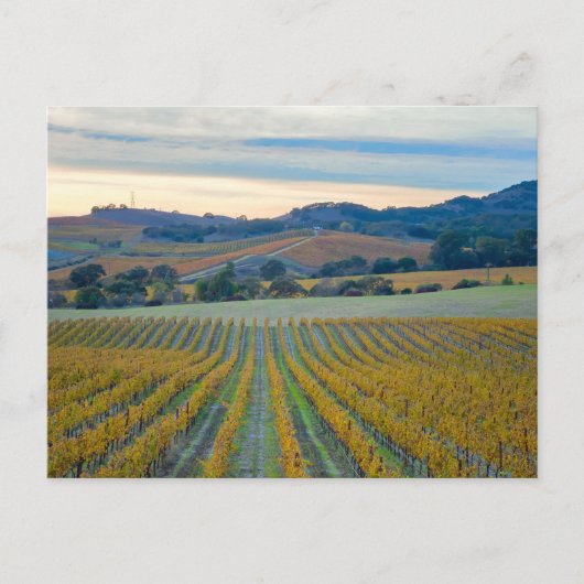 Carte Postale Grapevines à Napa Valley Vineyard à Sunset (Devant)
