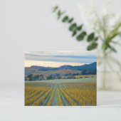 Carte Postale Grapevines à Napa Valley Vineyard à Sunset (Debout devant)