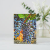 Carte Postale Grapevines dans la vallée de Napa (Debout devant)